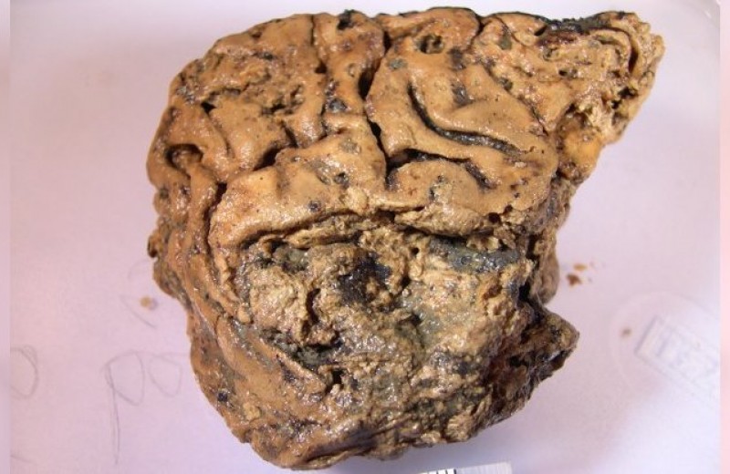 Загадочный мозг сохранился, пролежав в земле тысячи лет