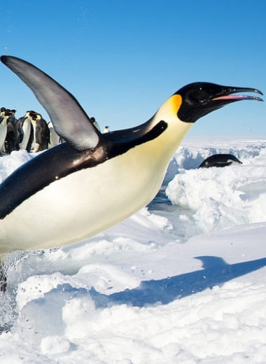 Императорского пингвина отнесли к вымирающим видам