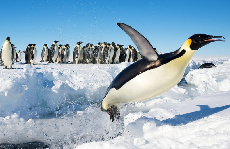 Императорского пингвина отнесли к вымирающим видам