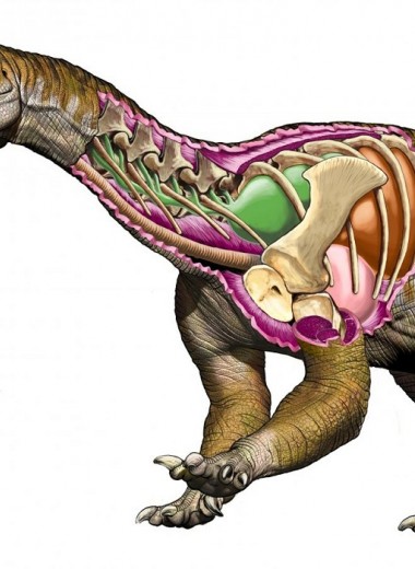 Открыт новый вид крупных динозавров