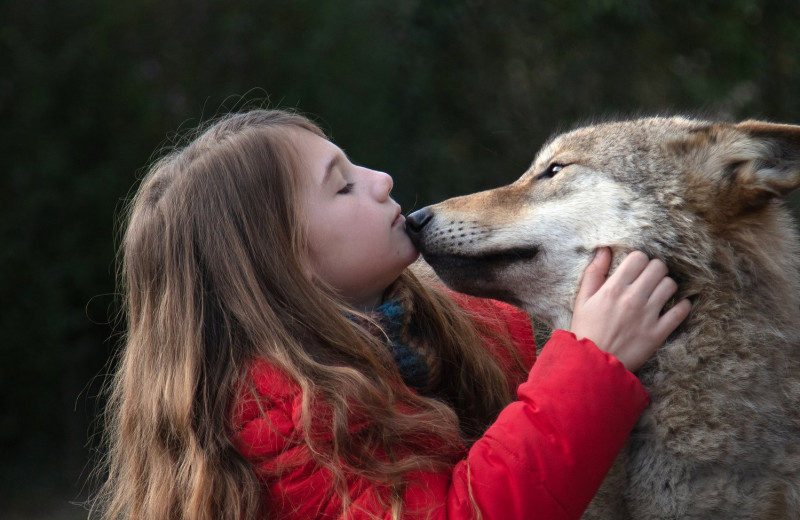 Знакомство с хищником: как снимали фильм «Мой волк»