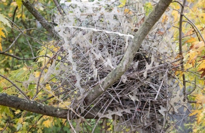 Птицы построили гнезда из противоптичьих шипов