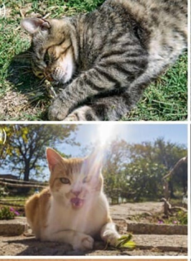 Домашние кошки предпочли кузнечиков и сверчков всем другим членистоногим