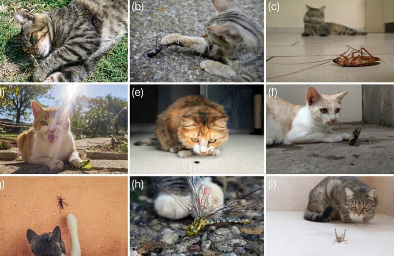 Домашние кошки предпочли кузнечиков и сверчков всем другим членистоногим