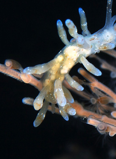 Ученые нашли у беломорских моллюсков необычный способ добывать пищу