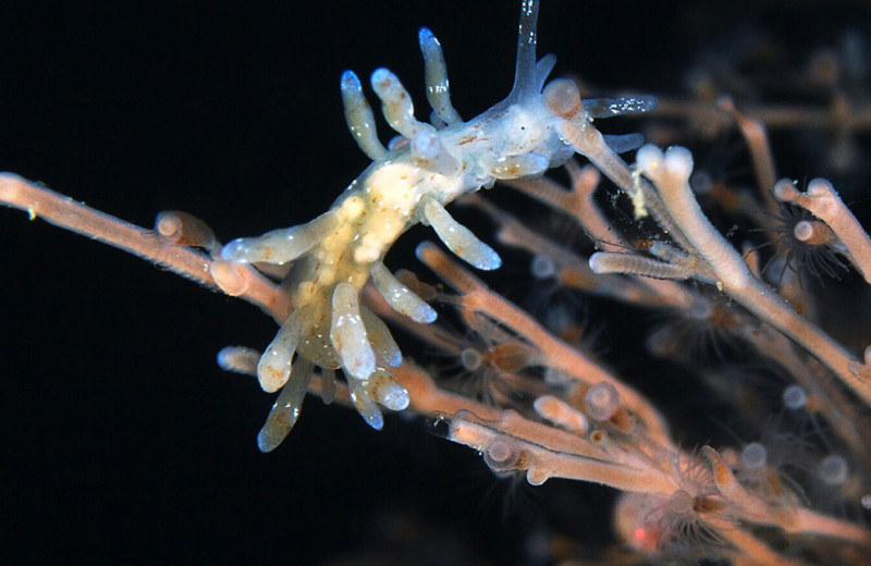 Ученые нашли у беломорских моллюсков необычный способ добывать пищу