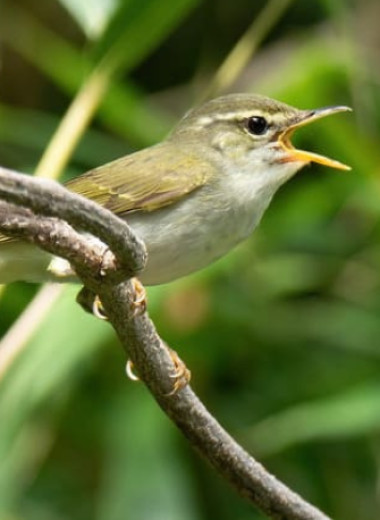Орнитологи описали новый вид пеночек из Японии