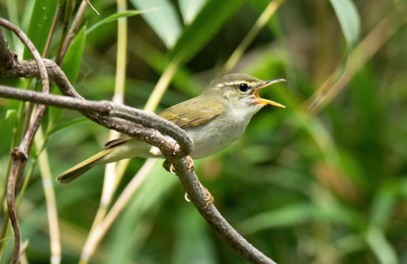 Орнитологи описали новый вид пеночек из Японии