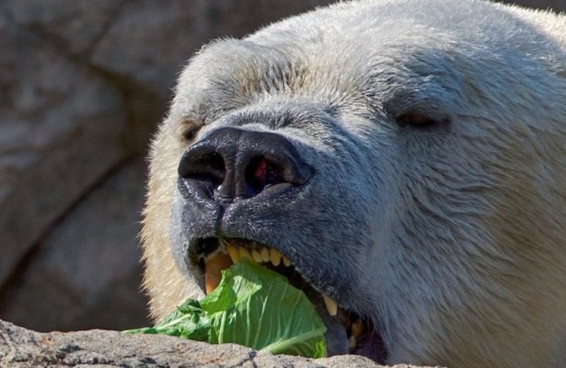 Потепление заставит белых медведей дольше голодать