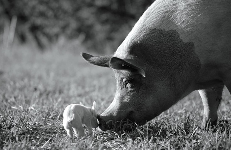 Феномен «Гунды»: как черно-белое кино о жизни свиньи стало одним из лучших фильмов года