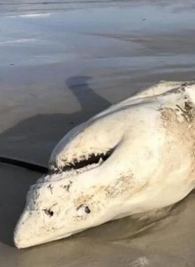 Пара хищников терроризирует больших белых акул у побережья Африки, вырывая печень и пожирая сердца 