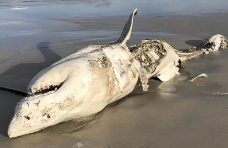 Пара хищников терроризирует больших белых акул у побережья Африки, вырывая печень и пожирая сердца 
