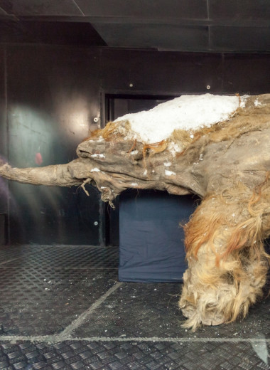 10 прекрасно сохранившихся останков вымерших животных