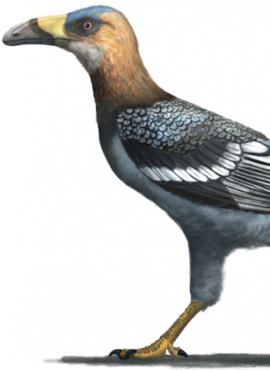На Мадагаскаре нашли мезозойскую птицу с клювом тукана