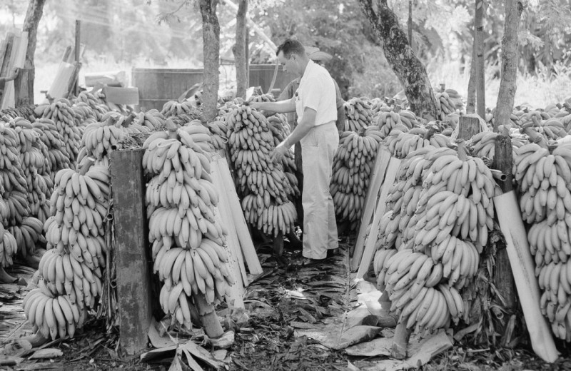 Для лояльных бонусы, несогласным — революция: как банановая компания United Fruit строила бизнес в Центральной Америке