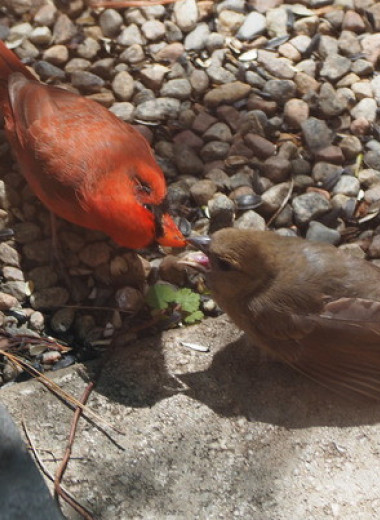Певчие птицы прогнали птенцов из гнезда ради выживания выводка