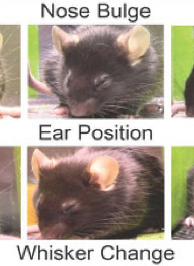 Алгоритм определил уровень боли мыши по выражению морды