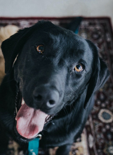 Хвостатые уникумы: 18 самых умных пород собак