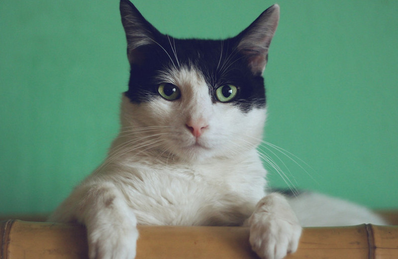 Веселые кошки: 5 смешных историй о питомцах