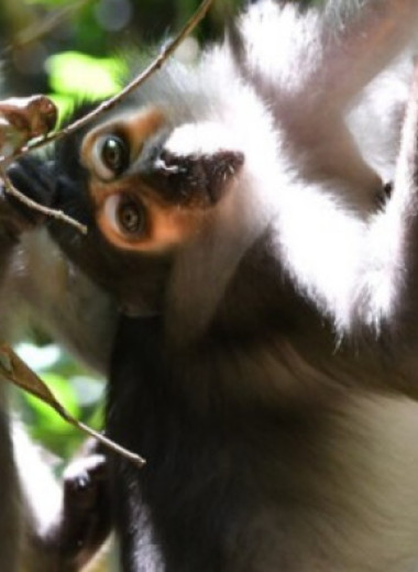 Дымчатые мангобеи обменялись жестами во время груминга