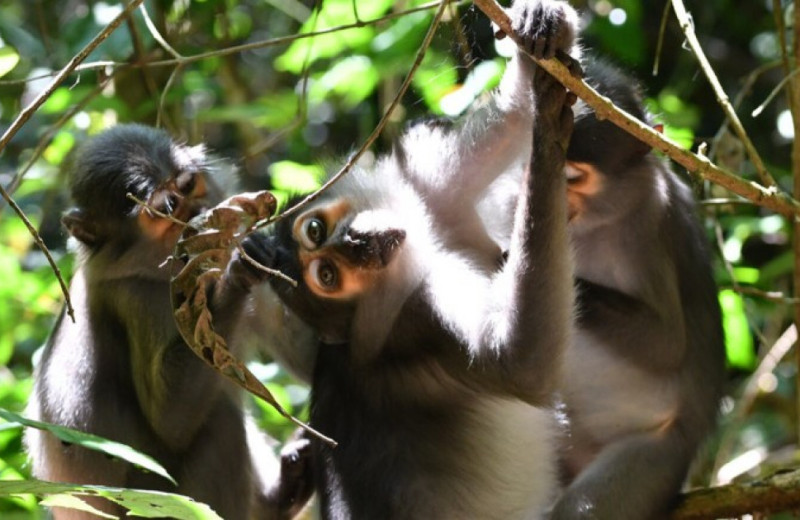 Дымчатые мангобеи обменялись жестами во время груминга