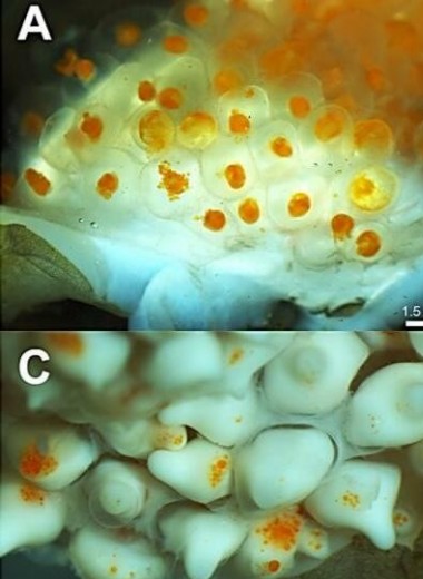 Беременные самцы морских коньков подкормили зародышей