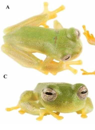 Новый вид стеклянных лягушек назвали в честь олимпийской чемпионки из Эквадора