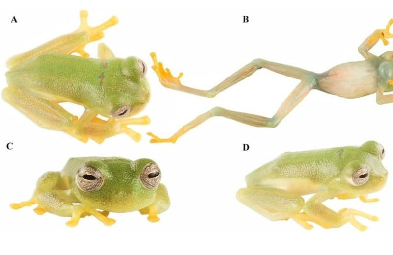 Новый вид стеклянных лягушек назвали в честь олимпийской чемпионки из Эквадора
