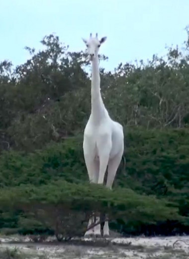 Белоснежные жирафы: редкая встреча