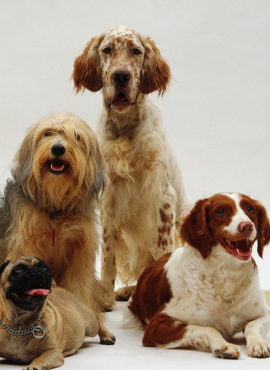 Не просто красивые названия: что такое порода собак и как она создается