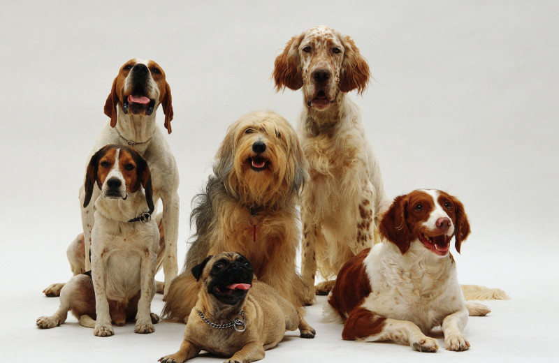 Не просто красивые названия: что такое порода собак и как она создается