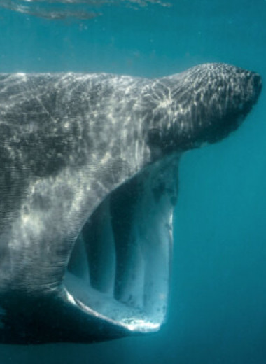 Эти огромные акулы оказались вовсе не хладнокровными: ошеломляющее открытие