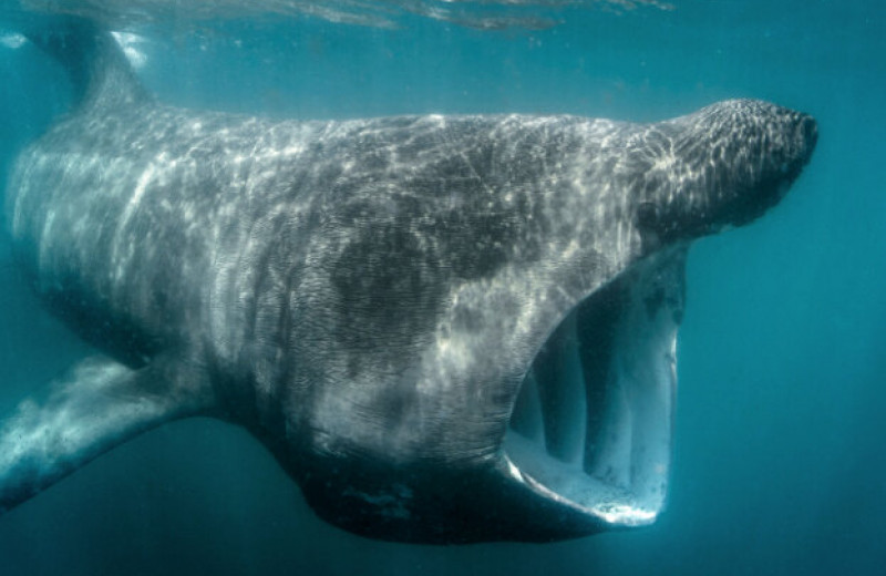 Эти огромные акулы оказались вовсе не хладнокровными: ошеломляющее открытие