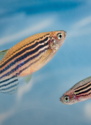 Регуляторные генетические элементы помогли рыбкам отрастить новые плавники