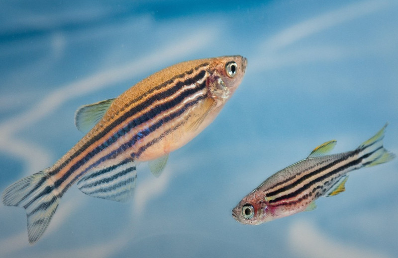 Регуляторные генетические элементы помогли рыбкам отрастить новые плавники