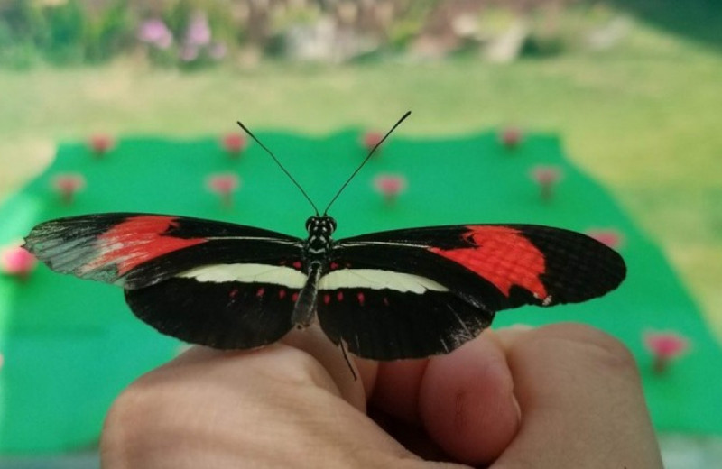 У бабочек обнаружили пространственную память