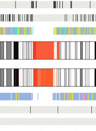 Опубликована полная последовательность человеческого генома