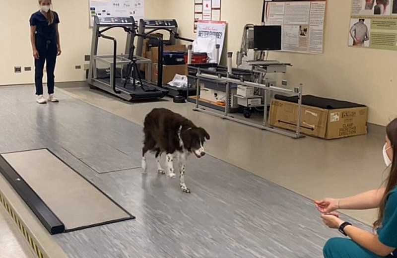 Деменцию у собак оценили по скорости ходьбы без поводка