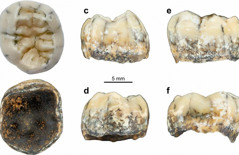 Здесь были денисовцы: зуб древней девочки пролил свет на перемещения предков людей
