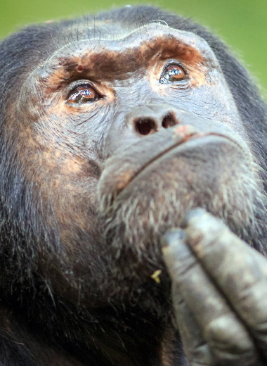 Планета обезьян: как шимпанзе превратить в человека