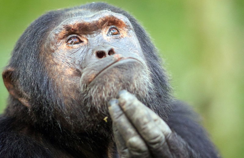 Планета обезьян: как шимпанзе превратить в человека