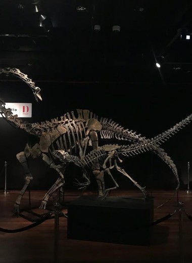 В Париже продаются скелеты двух динозавров