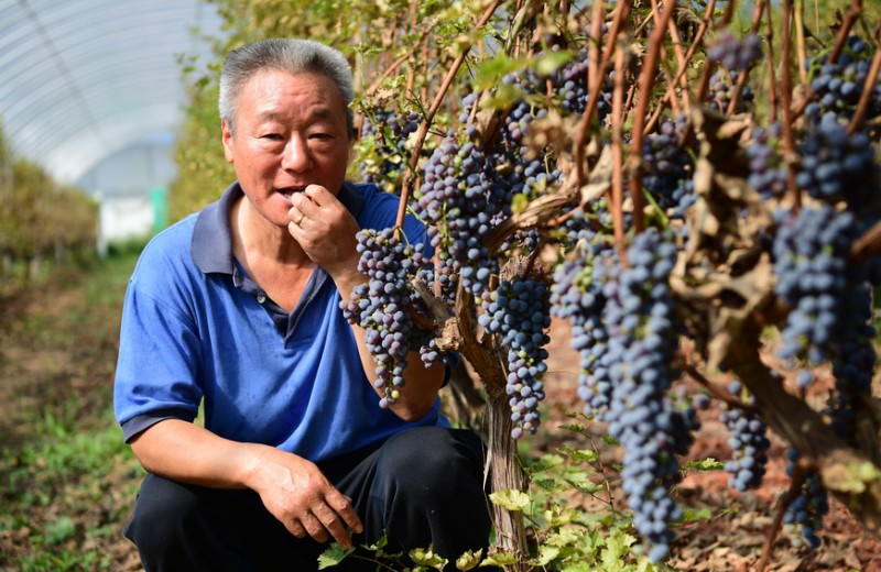 Истина на Востоке. Почему Китай может стать новым мировым центром виноделия