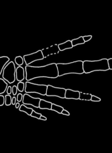 Обитавший 336 миллионов лет назад тетрапод оказался обладателем длинного четвертого пальца