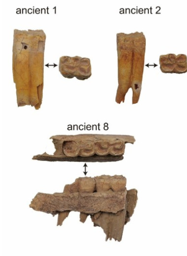В Китае обнаружили древнейших в стране лошаков