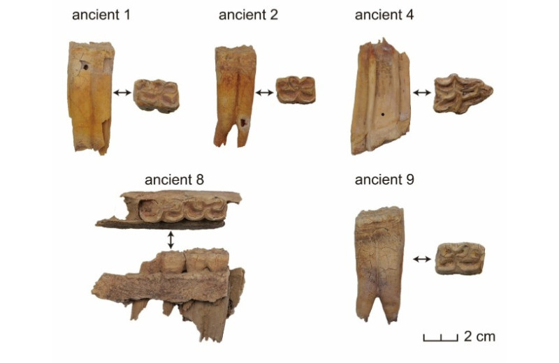 В Китае обнаружили древнейших в стране лошаков