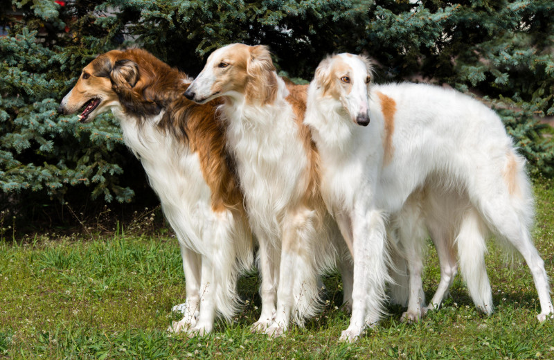 Русские породы собак, которые ценятся во всем мире