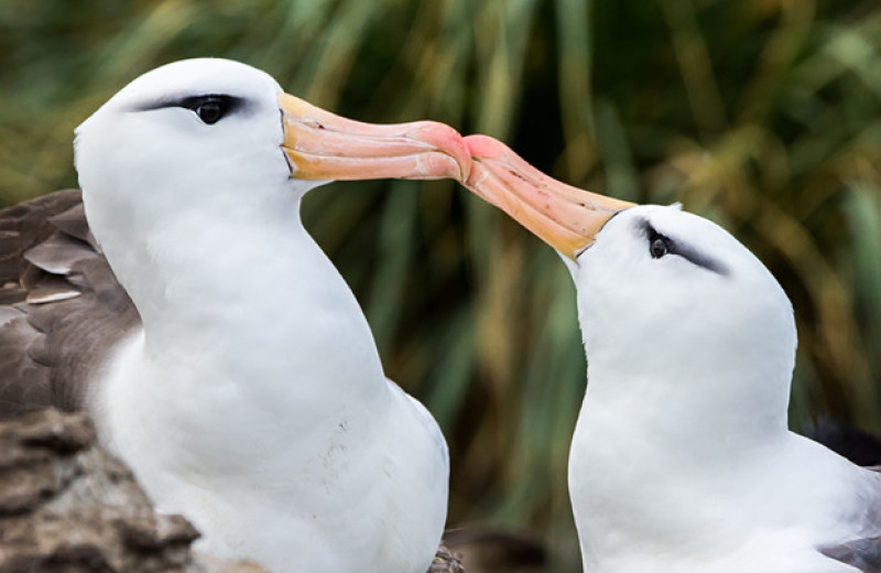 Слишком теплое море расстроило семейные узы альбатросов