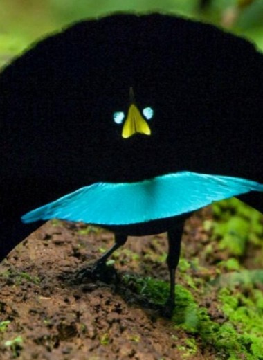 Открыт новый вид чудных райских птиц: видео