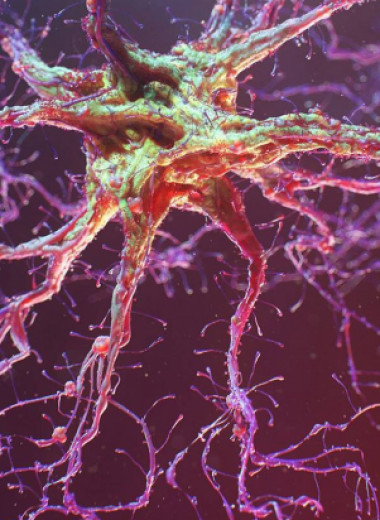 Клетки спинного мозга восстановили внутри живого организма